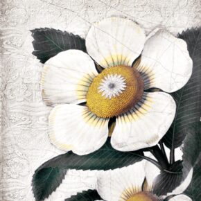 Sid Dickens T487 White Blossoms 't Maaseiker Woonhuys