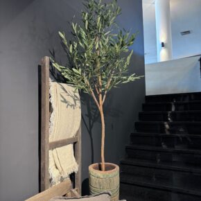 Olijfboom kunst 't Maaseiker Woonhuys